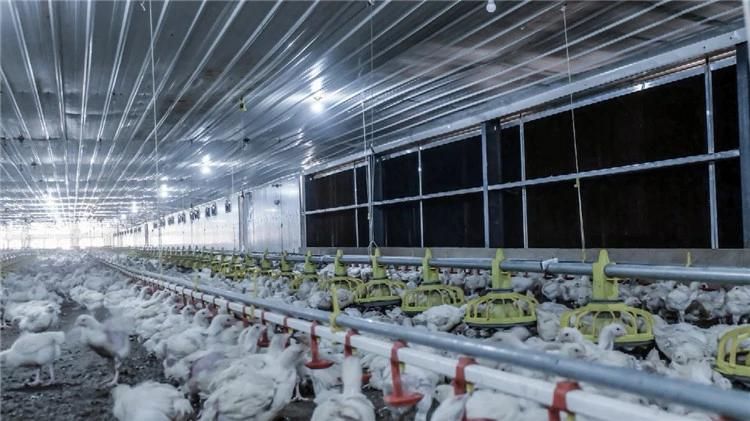 Automatic Poultry Farming Equipment for Broiler and Breeder