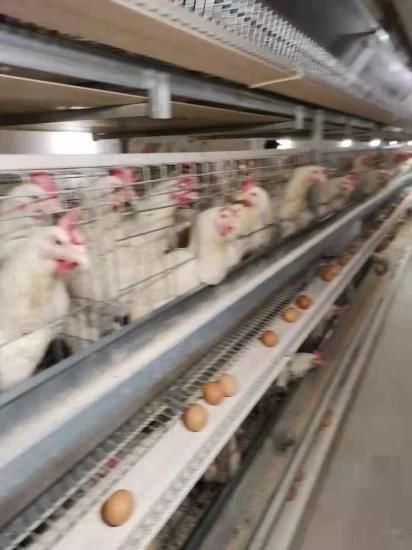 Factory Sale Battery Cages Laying Hens African Automatic Chicken Cage
