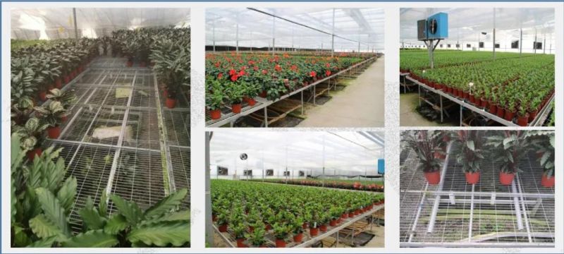 Advanced Tidal Seeding Bed for High Quality and Easy Greenhouse Seed Breeding for Modern Agriculture