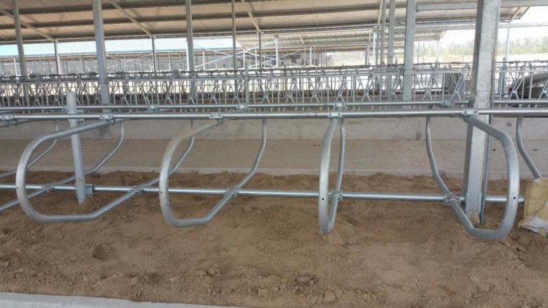 Cow Cubicles Portable Galvanized Cattle Free Stalls Hot Dipped Galvanized, Cow Equipment