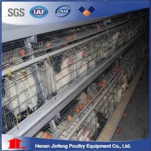 Automatic Layer Chicken Cage Poultry Equipment/Bird Cage/ Animal Cage
