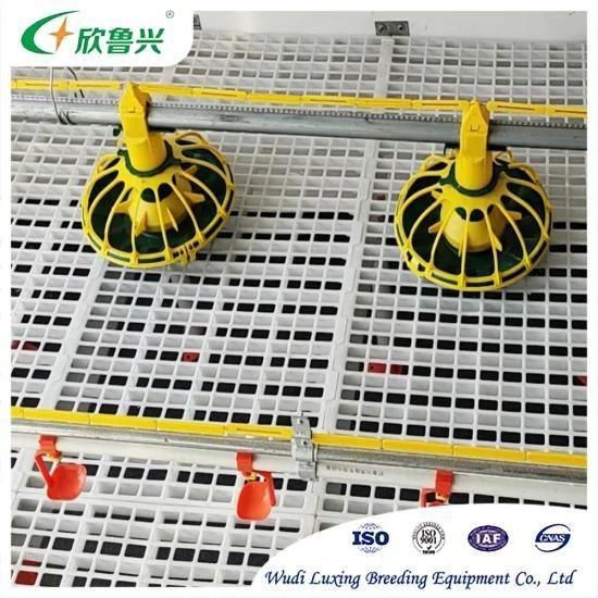 Automatic Chicken Floor Raising System with Drinking and Feeding Line for Sale
