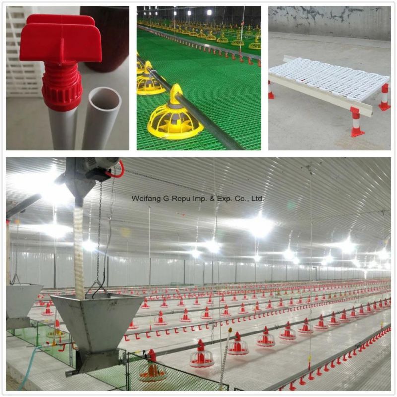 Automatic Modern Feeder Pan System for Layer Chicken