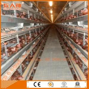 Automatic Layers Poultry Cages with Prefab Shed and Turn- Key Service