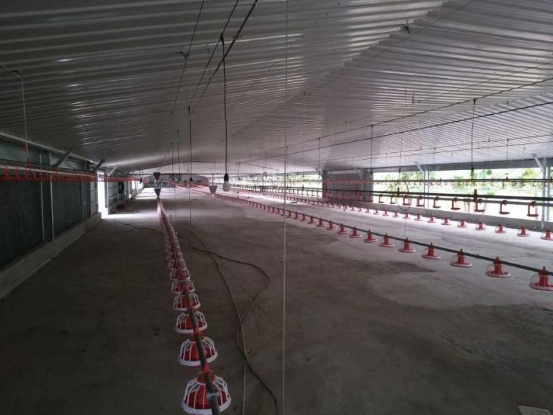 Automatic Poultry Farm Broiler Chicken Equipment