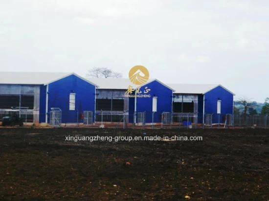 Economic Layer Eggs Poultry House and Equipment Poultry Farm Project