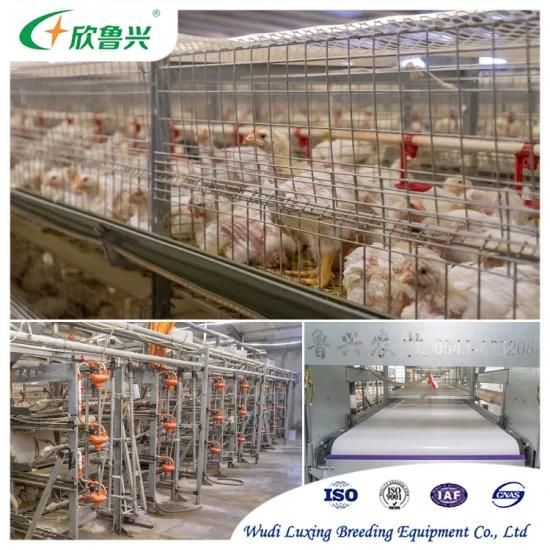Automatic Hot Galvanized Poultry Chicken Cage for Layer Broiler Baby Chicken