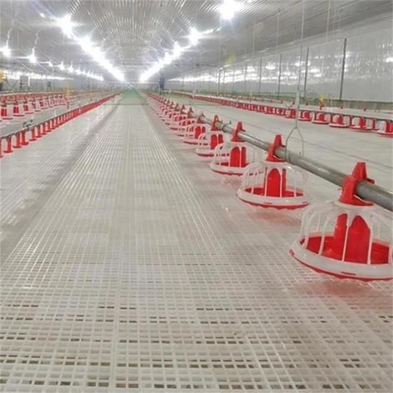Factory Automatic Poultry Farm Equipment Made for Big Farm