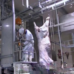 Muslim Bovine Slaughtering Equipment for Cow Meat Processing Cutting Butcher Abattoir Line