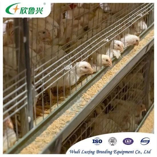 H Type Hot-DIP Poultry Brooding Chicken Equipment