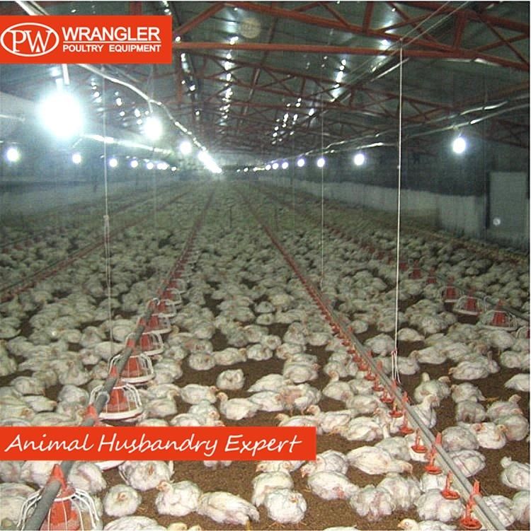 Full Set Poultry Farm Equipment for Broiler