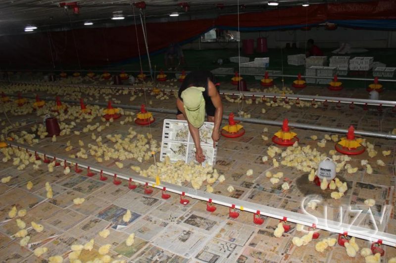 Meat Chicken House Design Automatic Poultry Farming