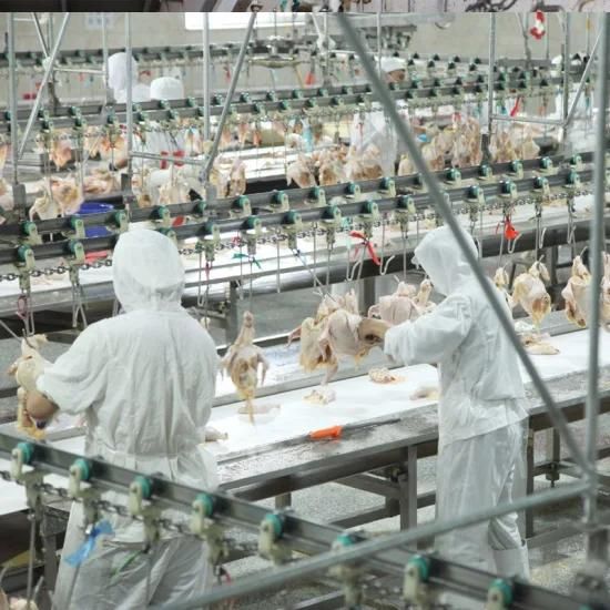 Qingdao Raniche Semi Automatic Chicken Slaughter Line