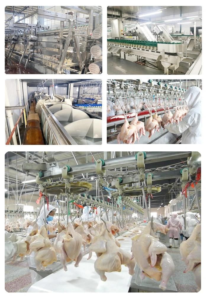 800-2000bph Quail Automatic Poultry Abattoir Slaughterhouse Equipment