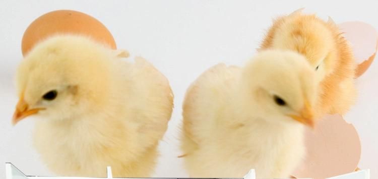 Wholesale Duck Egg Incubator Incubation Hatching Machine Equipment