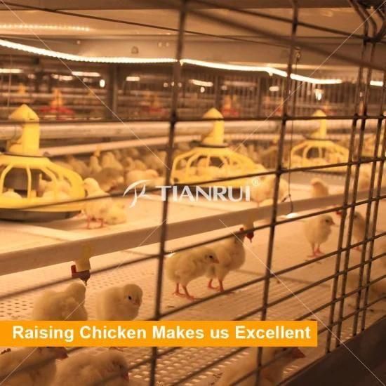 Automatic broiler farm equipment layer chicken cages