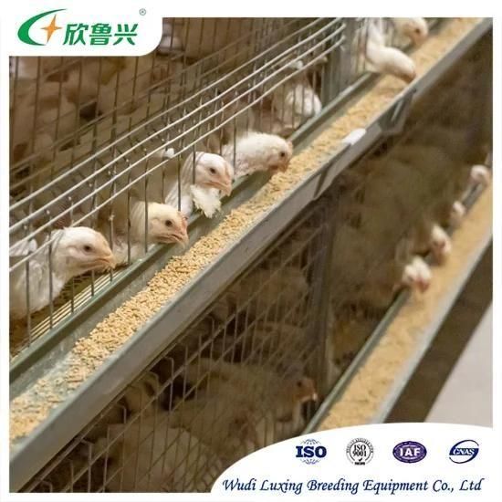 2021 Wholesale Factory Automatic Poultry Battery Layer Chicken Cage for Sale