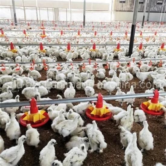 Colombia Plasson Automatic Chicken Farm Poultry Equipment for Broiler/Breeder