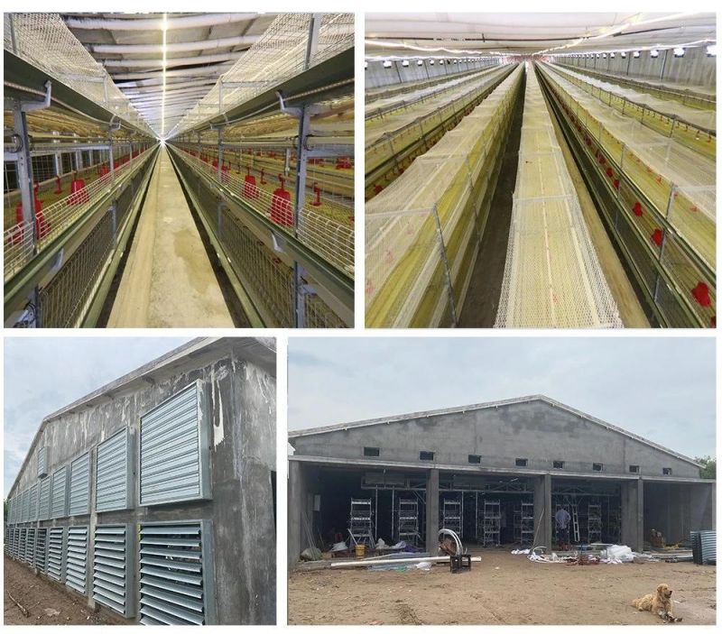 Modern H Type Poultry Farm Equipment Chicken Battery Farming Cages for Large Scale Farm