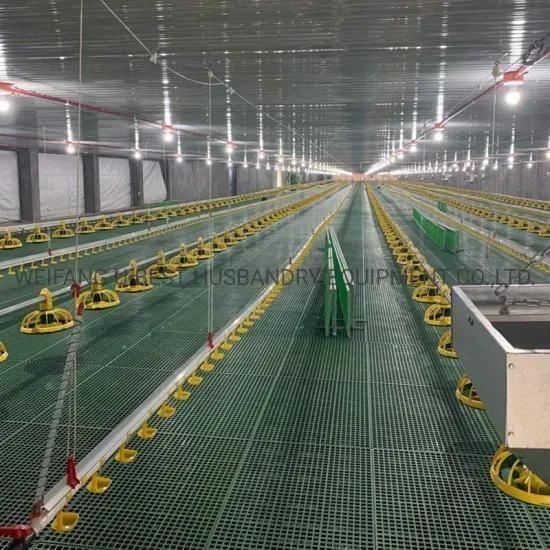 Ground Type Chicken Raising Poultry Farm Equipment in Philippines