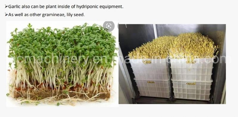Fodder pasture Grass Garlic Hydroponic Machine