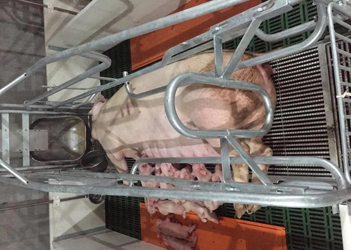 High Quality Pig Farrowing Crate Piggery Farming Pig Cage
