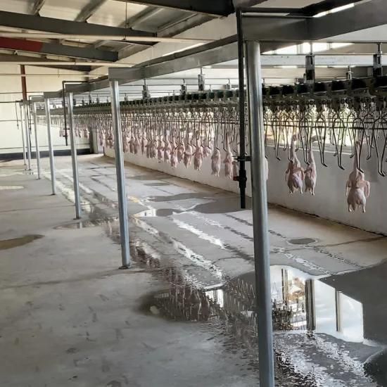 Qingdao Raniche Chicken Slaughterhose Harvester Slaughter Shop