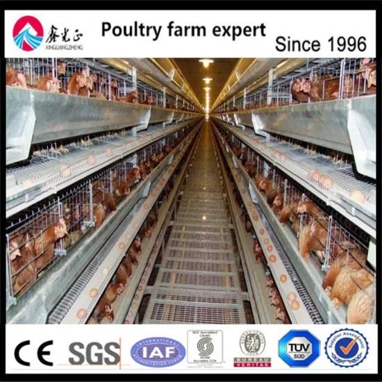 Hot Sell Full Automatic Poultry Layer Farming Equipment