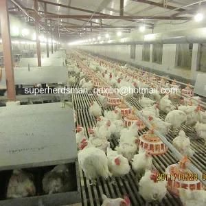 Automatic Poultry Equipment for Breeder Farm House