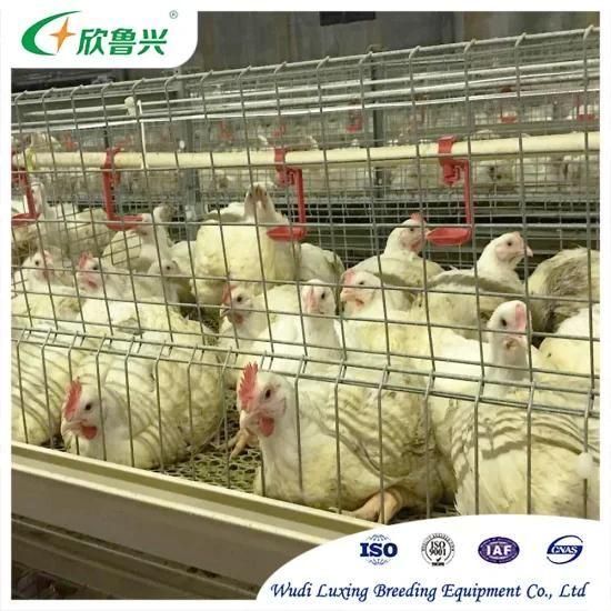 Suppliers Automatic Broiler Raising Equipment for Chicken Coop with Feeding System