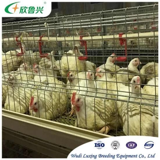 Chicken Broiler Poultry Shed Farm Equipment for Chicken Cages
