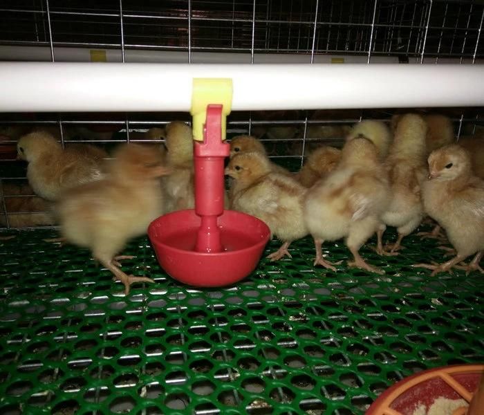 High Quality Plastic Chick Drinker Bowl for Poultry Farm