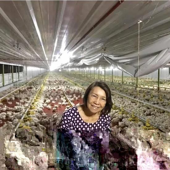 2021 Philippines Tunnel Ventilation Broiler Building Poultry Feeding Equipment