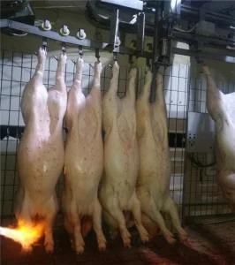 Automatic Pig Carcass Cutting Machine for Pig Slaughter Line