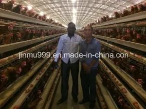 Automatic Poultry Equipment for Layer Broiler Chicken Birds