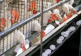 Poultry Farm Equipment Chicken Feeding Equipment Layer Chicken