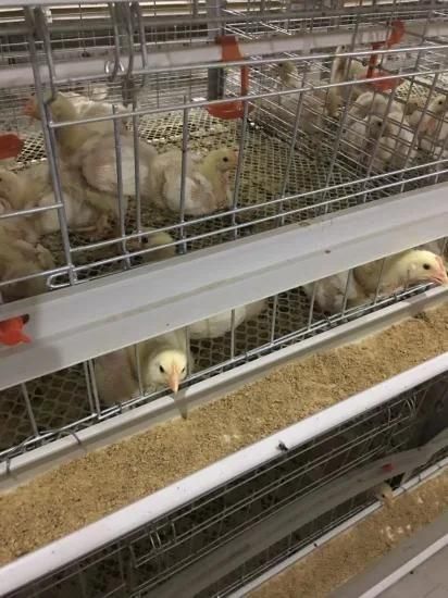Micro Poultry Cages for Broiler/Chicken Layer/Egg Chicken