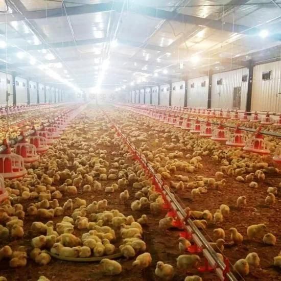 Tunnel Ventilation Broiler Chicken Farm Equipment for Poultry