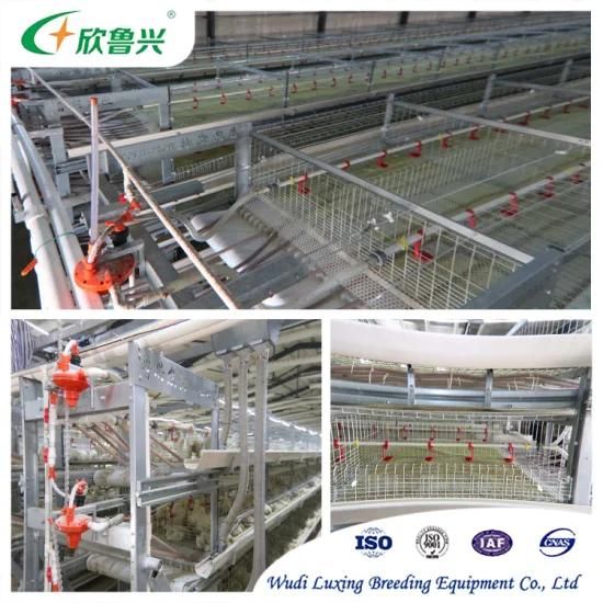 Hot Sell Automatic H Type 4 Tiers Poultry Broiler Cage for Chicken House