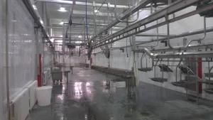 Lamb Slaughterhouse Equipment for Lamb Abattoir Butcher Machinery