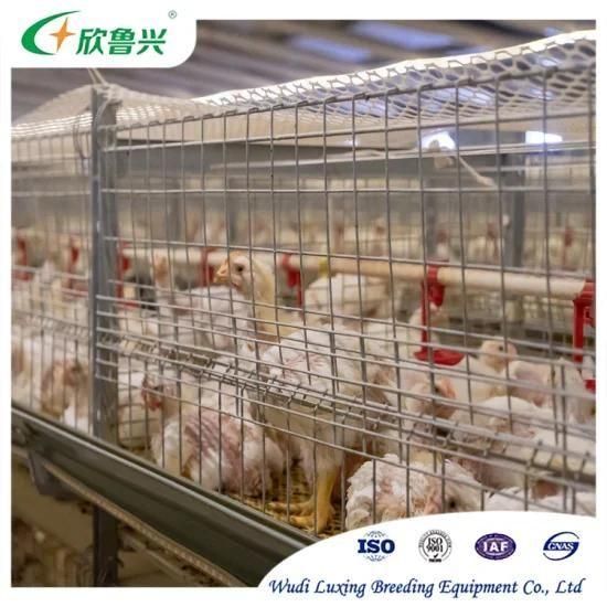 4 Tiers Chicken Cages with Fully Automatic System Design From China