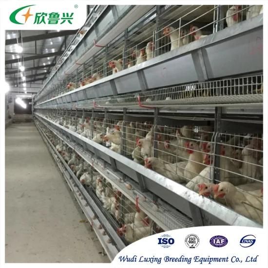 Fully Automatic Battery Chicken Feeding Layer Cage System for Large-Scale Laying Eggs Hen ...