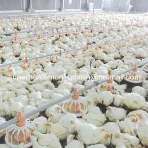 Hot Sale Automatic Poultry Farm Equipment for Chicken Farm
