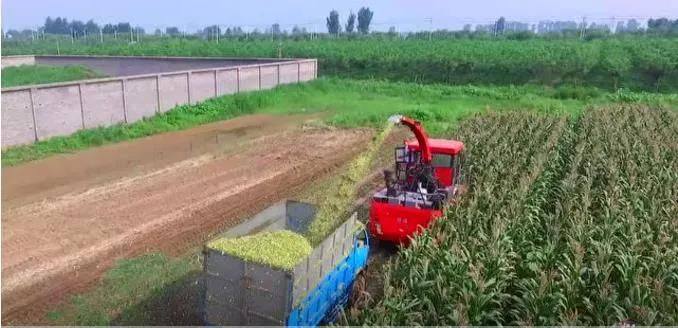 Big Farm Using Self-Propelled Fresh Wheat, Maize, Corn, Rice, Straw Feed Silage Harvesting Machine, Fodder Silage Harvesting Machine