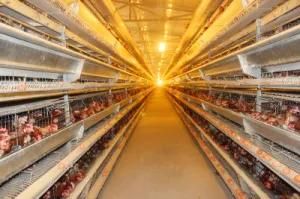 Automatic Layer Chicken House with Cages and Equipments