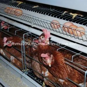 Layer Chicken Poultry Equipment Cage From China