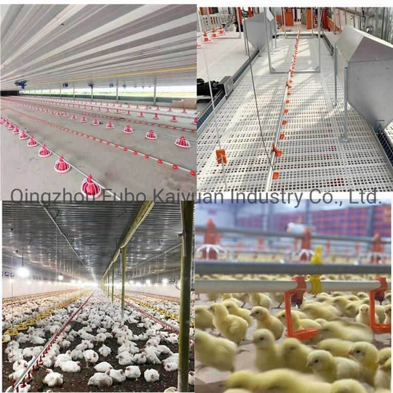 Poultry Farm Design Auger Broiler Feeding Pan System
