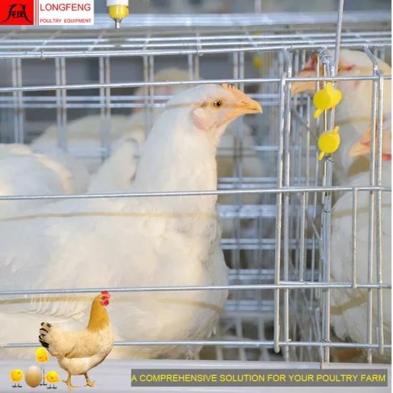 Longfeng Comprehensive Solution for Poultry 15-20years Professional Chicken Farm Equipment ...