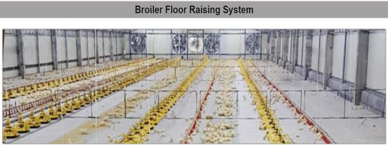 Factory Supply All Kind of Chicken Cages for Broiler Pullet Layer Breeder Farming