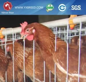 Cameroon Poultry Cage of Battery 3 or 4 Tiers (A-3L90)